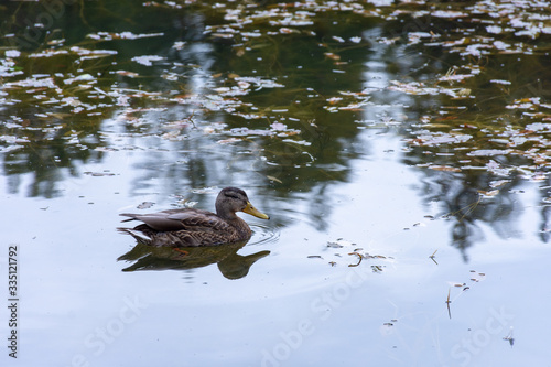 ducks that swim freely in the Antorno lake