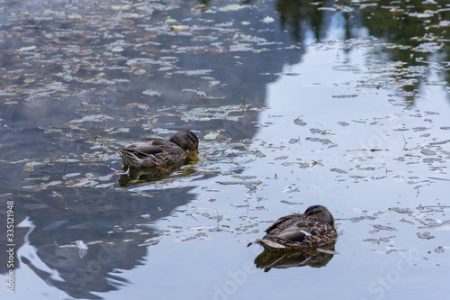 ducks that swim freely in the Antorno lake