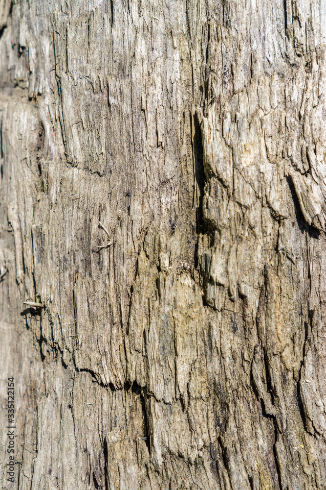 Obraz premium Rinde Hintergrund 