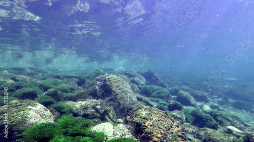 Österreich Traun Fluss Schnorcheln Tauchen Forelle Austria River Snorkeling Diving Trout