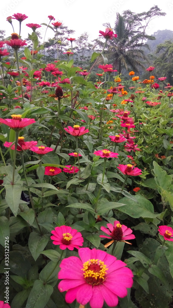 pink flowers in the garden