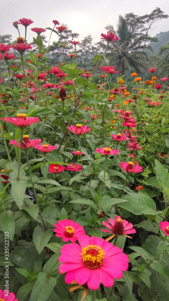 pink flowers in the garden. 