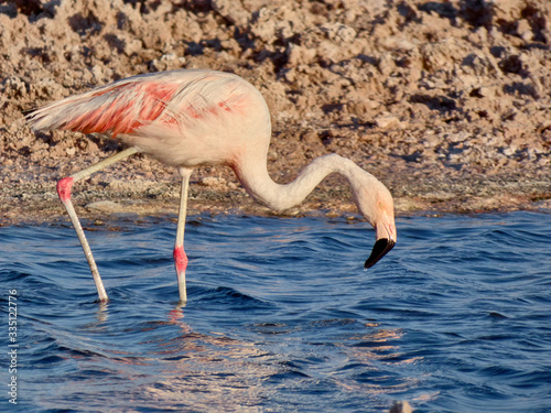 Beautiful wild flamingos in salar.