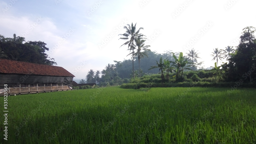 village in the mountains. green rice plants in rice fields. there are several coconut trees and other trees.