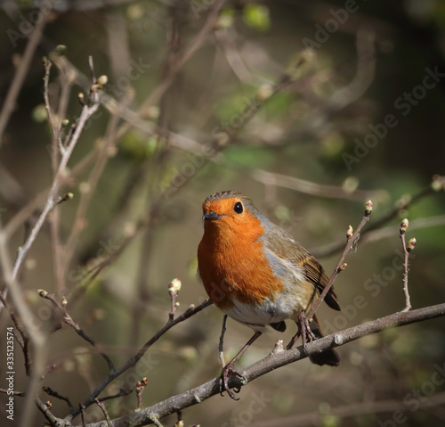 Robin perching in the sunshine