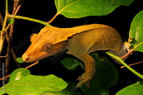 Neukaledonischer Kronengecko (Correlophus ciliatus / Rhacodactylus ciliatus) - Île des Pins, Neukaledonien -  Crested gecko, Île des Pins, New Caledonia photo