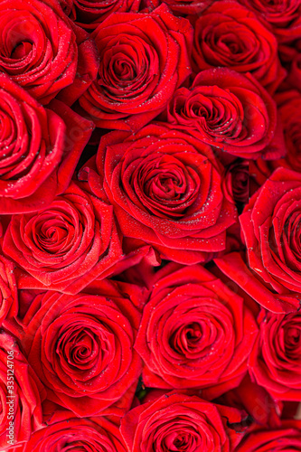 Fresh red roses backgroud with water drops