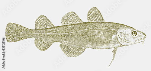 Frostfish, microgadus tomcod, a cod from the western atlantic in side view