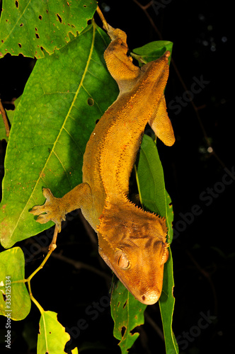 Crested gecko / Neukaledonischer Kronengecko (Correlophus ciliatus / Rhacodactylus ciliatus) - Île des Pins, New Caledonia / Neukaledonien photo