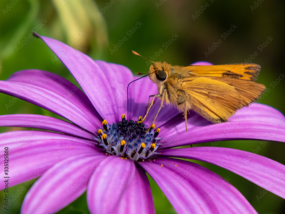 Moths and bees in striking flower colors. Moths and bees in striking flower colors.