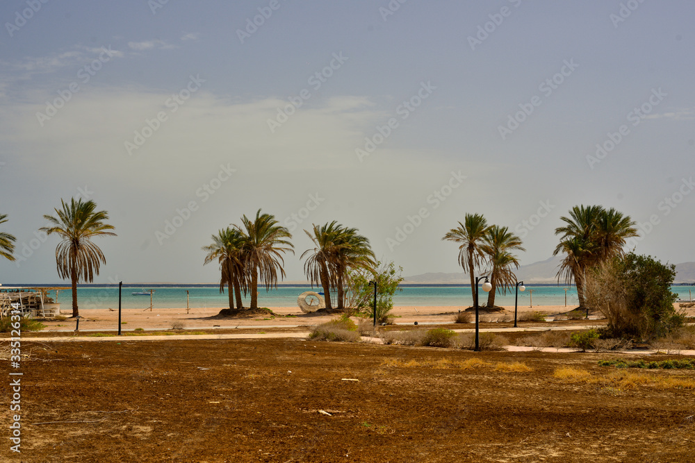  Sharm el Sheikh, Egypt, sea, beautiful, palms
