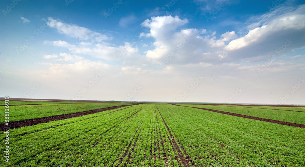 parts of land for testing cereal hybrids with beautiful sky