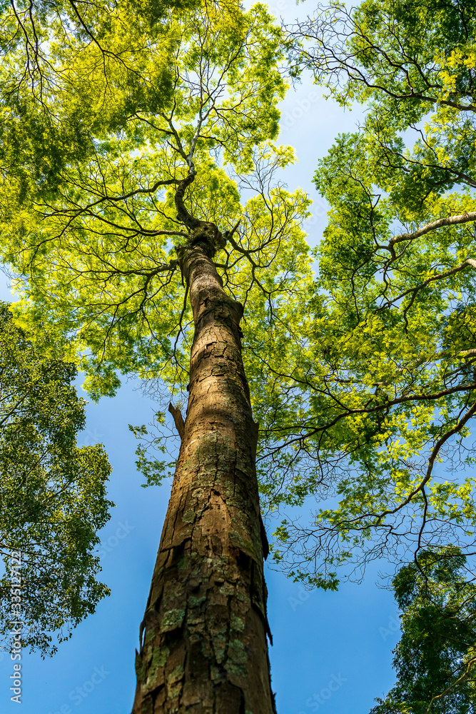 Fototapeta premium folhagem de arvores vista de baixo em céu azul foto vertical, fotografado na natureza