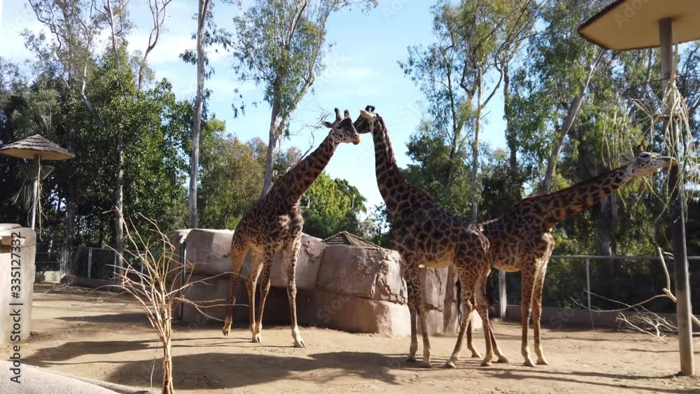 Afternoon snack time for a family of Giraffes at the zoo.