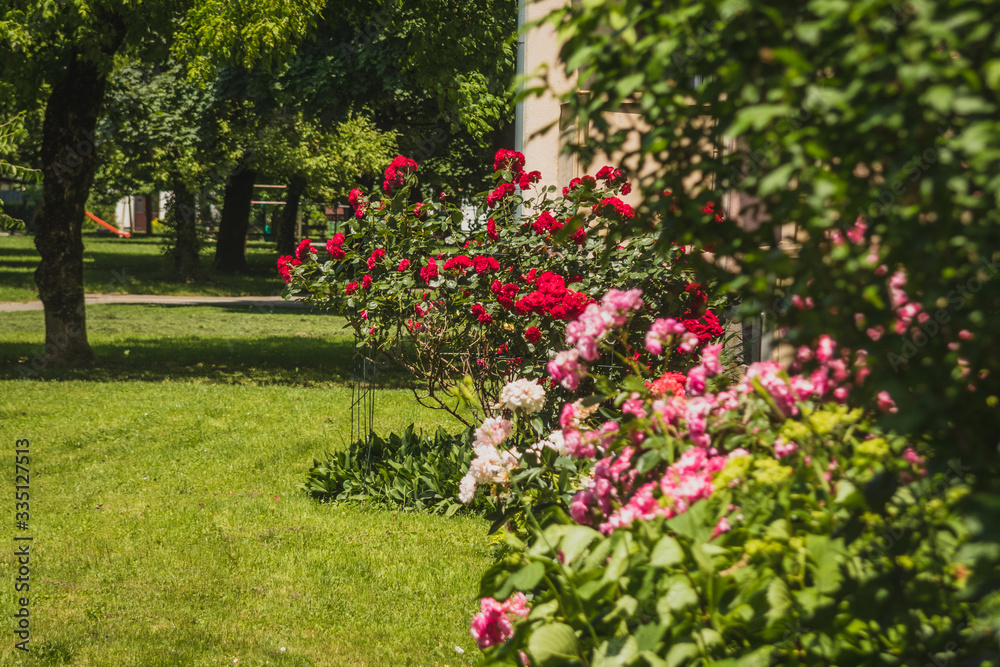 Garden or patio with red and pink roses in front of an apartment city block on a summer day.