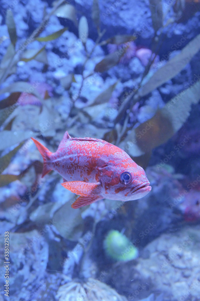 Obraz premium Fish in ocean. Snapper fish school. Shoal of fish in sea.