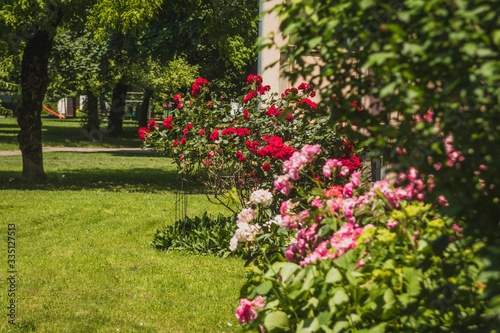 Fototapeta Naklejka Na Ścianę i Meble -  Garden or patio with red and pink roses in front of an apartment city block on a summer day.