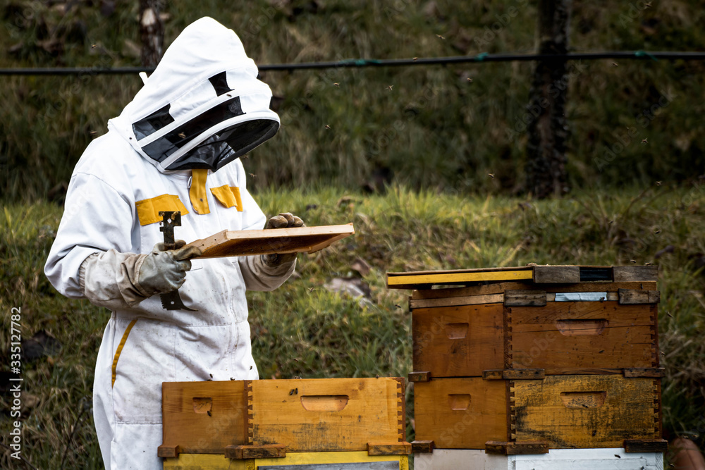 The beekeeper checking the honeycomb. Looks at bees after winter. The beekeeper checking the honeycomb. Looks at bees after winter.