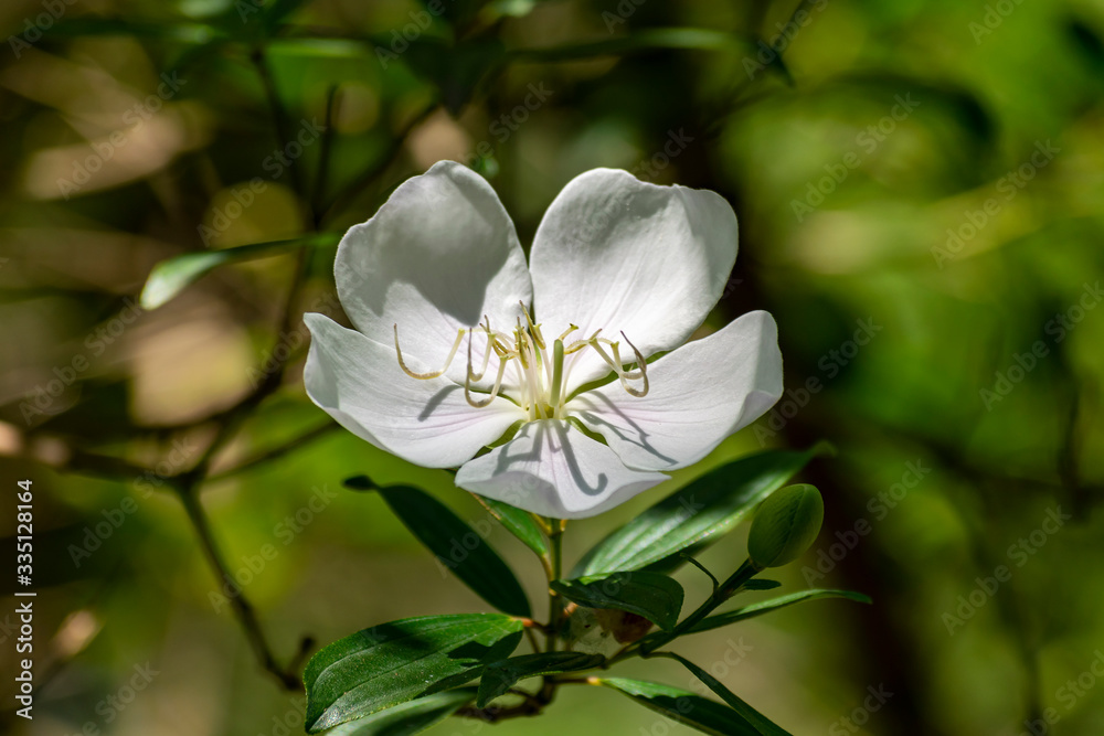 flor branca fotografada em detalhe ao ar livre flor branca fotografada em detalhe ao ar livre