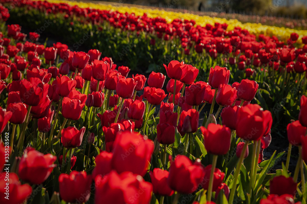 Field of tulips, Trevelin, Argentina