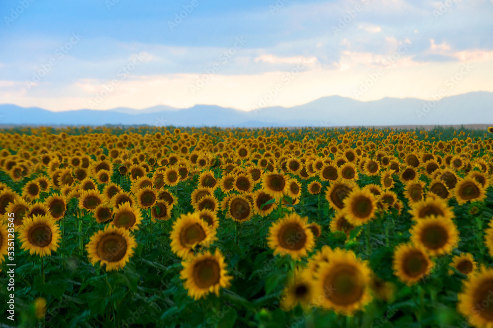Obraz premium Sunflower Field