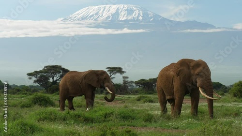 Elephants graze under Mt. Kilimanjaro in Amboseli National Park photo