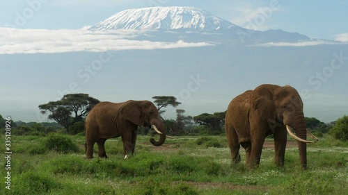 Elephants graze under Mt. Kilimanjaro in Amboseli National Park