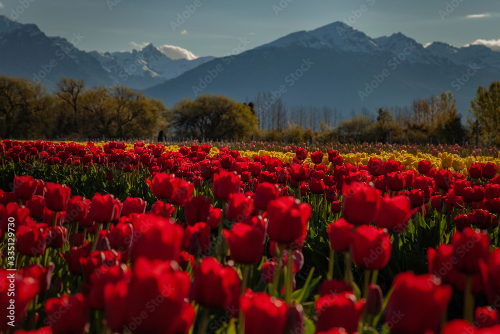 Tulips in the mountains, Trevelin, Argentina