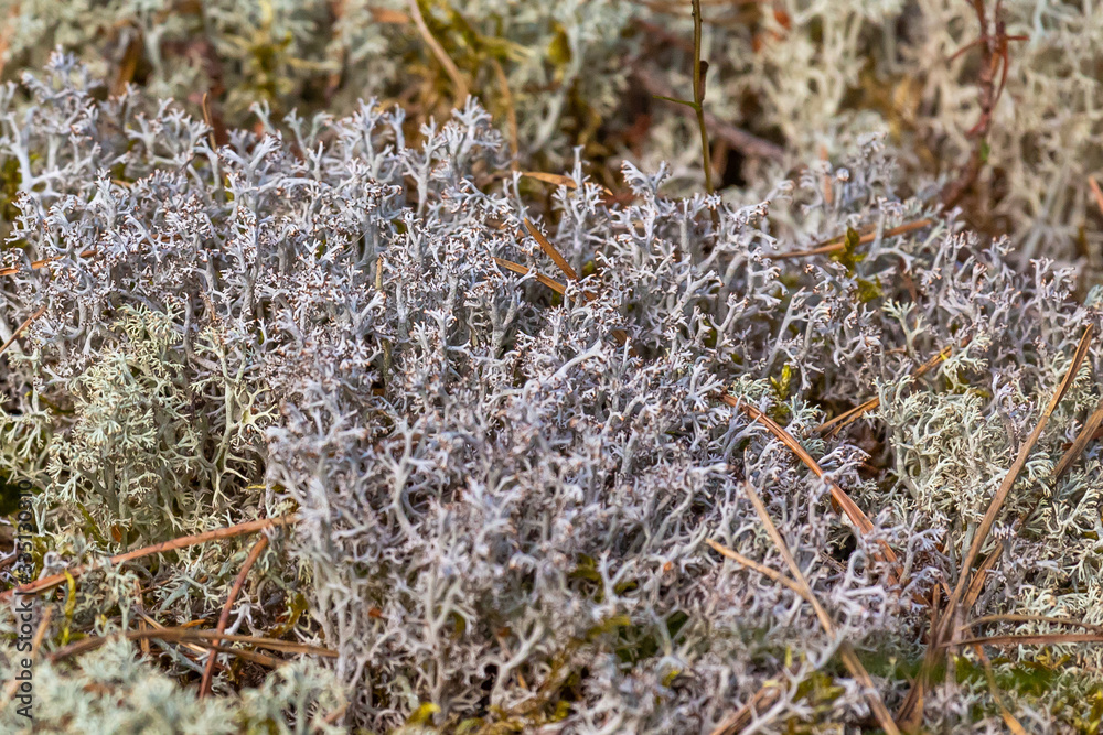 Reindeer moss growing in the tundra