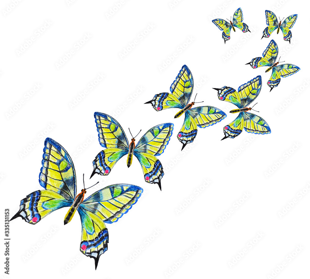 Fototapeta premium Watercolor illustration. Yellow butterflies fly one after another on a white background. Hand drawing. 