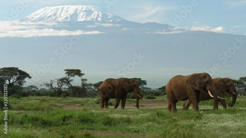 Elephants graze under Mt. Kilimanjaro in Amboseli National Park photo