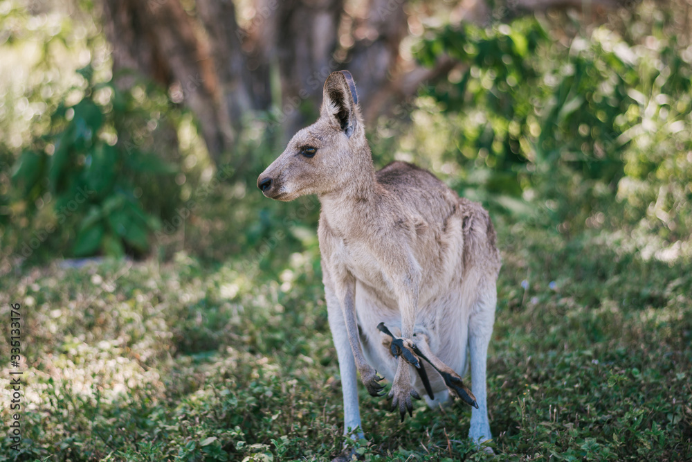 wild and free kangaroos in the field animals wild and free kangaroos in the field animals