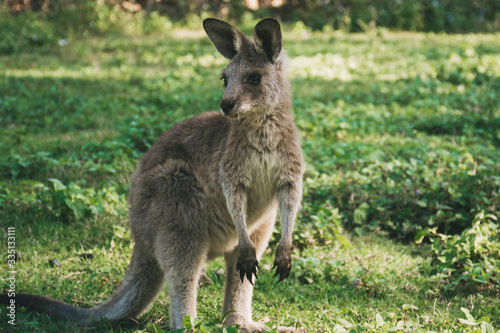 wild and free kangaroos in the field animals