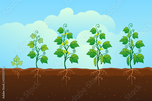 Cucumber growing in the field. Stages of development. 