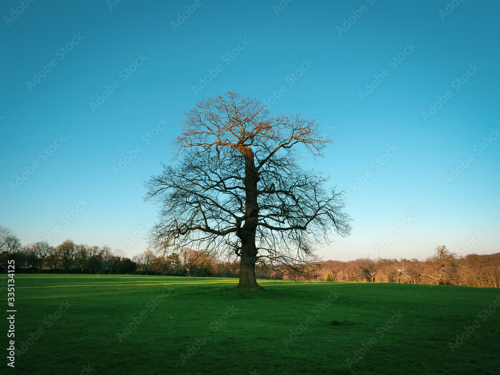 Obraz premium tree in the park