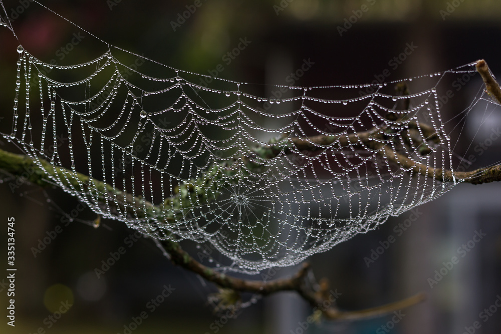 Spider web with dew.
Teia de aranha com orvalho.