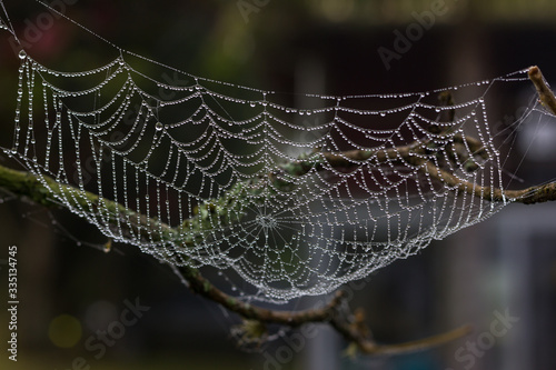 Spider web with dew. Teia de aranha com orvalho.