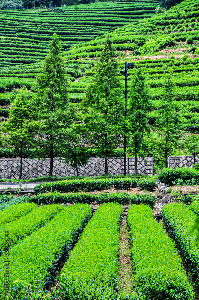 Obraz premium Teeanbau in Hangzhou auf Terrassenfelder in China
