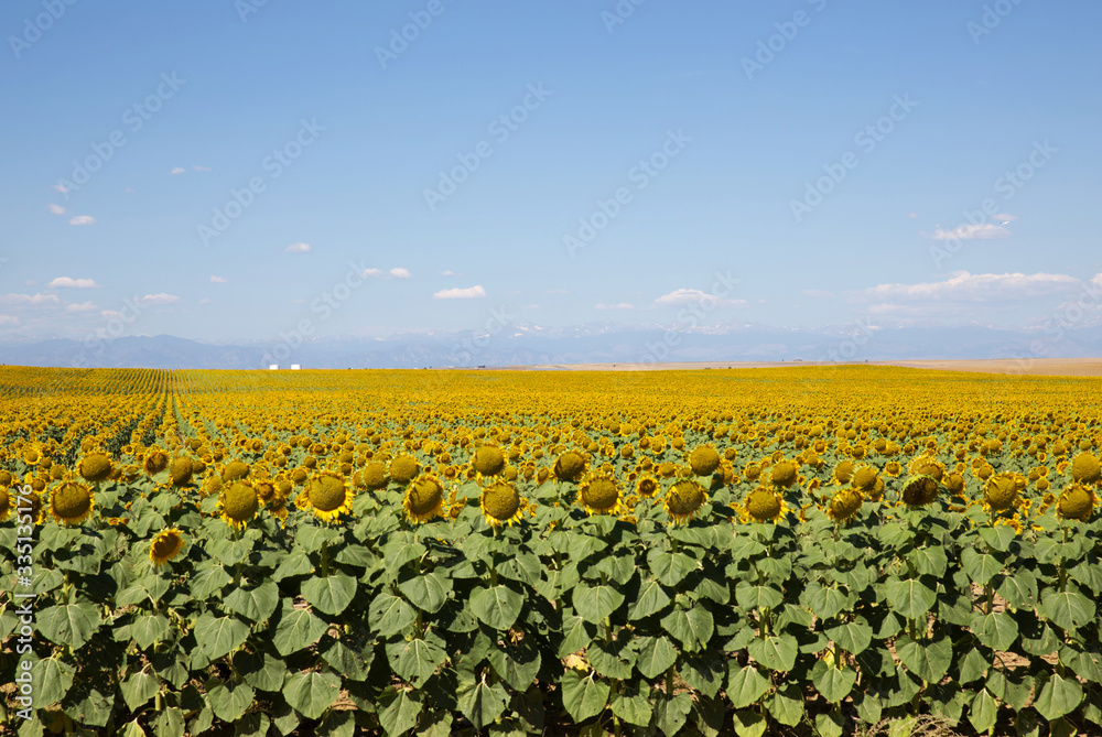Beautiful Sunflower field during summer in Colorado with The Rocky Mountains in the background
