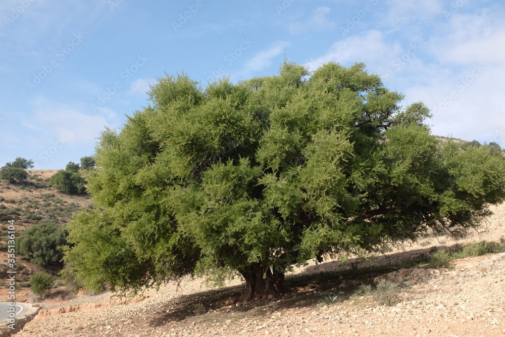Lush Argan Tree between Atlas Mountains and Sous Valley in Morocco Lush Argan Tree between Atlas Mountains and Sous Valley in Morocco