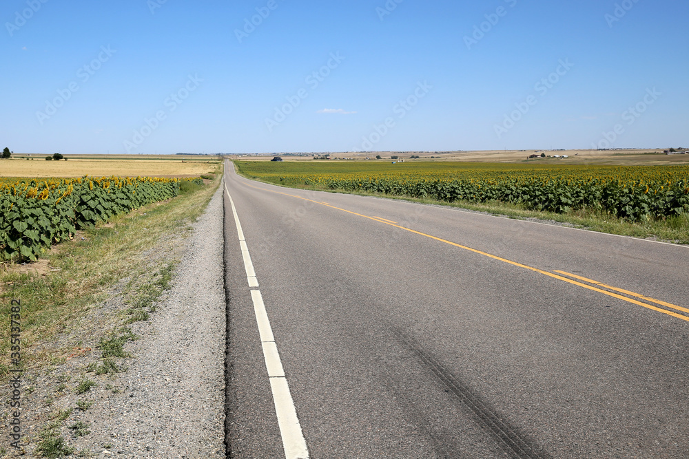 The road runs along Sunflower field during summer in Colorado