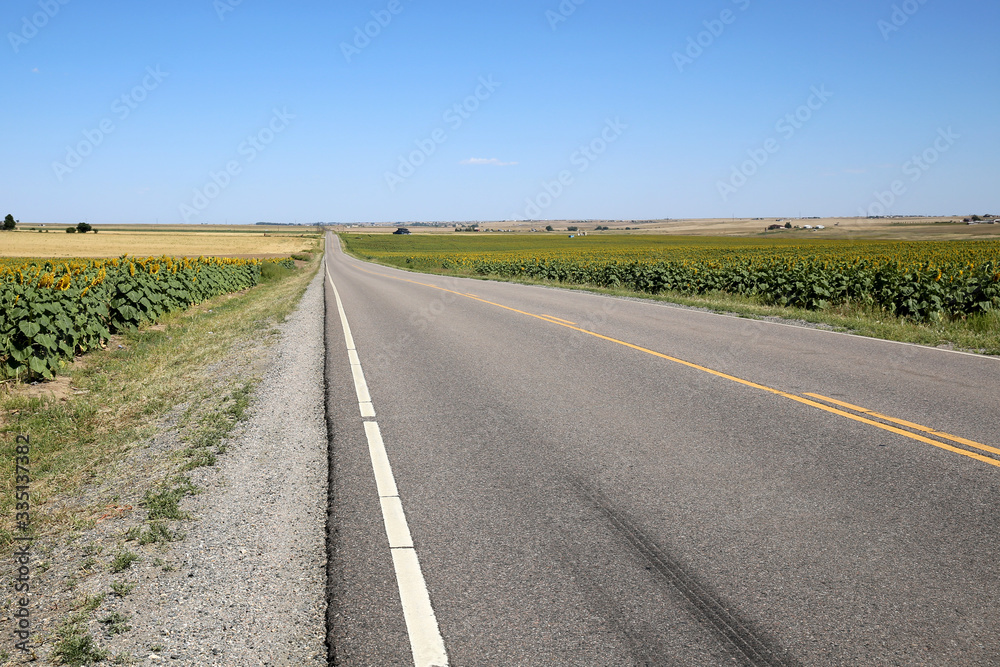 The road runs along Sunflower field during summer in Colorado The road runs along Sunflower field during summer in Colorado