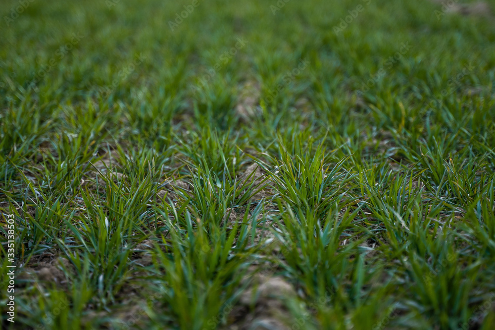 Fototapeta premium Young green wheat seedlings growing on a field. Agricultural field on which grow immature young cereals, wheat. Wheat growing in soil. Close up on sprouting rye on a field in sunset. Sprouts of rye.