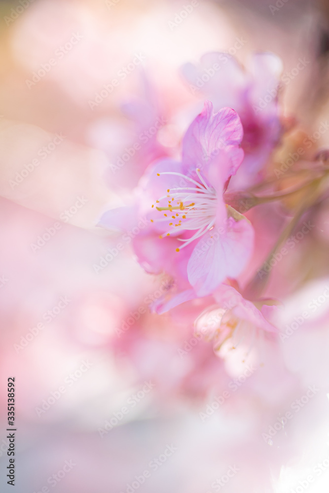 Cherry Blossom, Macro, Close-up, Bokeh, Kawazu-Zakura, Sakura, O-Hanami, Izu, Japan Cherry Blossom, Macro, Close-up, Bokeh, Kawazu-Zakura, Sakura, O-Hanami, Izu, Japan