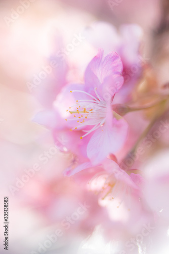 Cherry Blossom, Macro, Close-up, Bokeh, Kawazu-Zakura, Sakura, O-Hanami, Izu, Japan