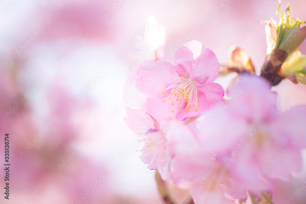 Cherry Blossom, Macro, Close-up, Bokeh, Kawazu-Zakura, Sakura, O-Hanami, Izu, Japan Cherry Blossom, Macro, Close-up, Bokeh, Kawazu-Zakura, Sakura, O-Hanami, Izu, Japan