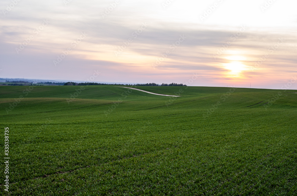 Obraz premium Young green wheat seedlings growing on a field. Agricultural field on which grow immature young cereals, wheat. Wheat growing in soil. Close up on sprouting rye on a field in sunset. Sprouts of rye.