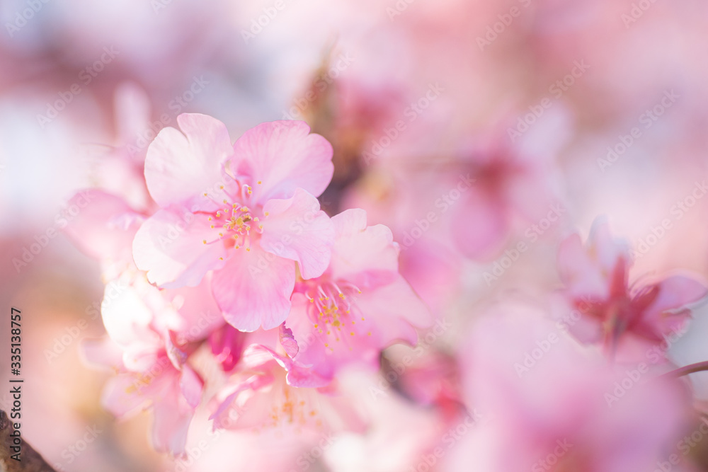 Fototapeta Cherry Blossom, Macro, Close-up, Bokeh, Kawazu-Zakura, Sakura, O-Hanami, Izu, Japan