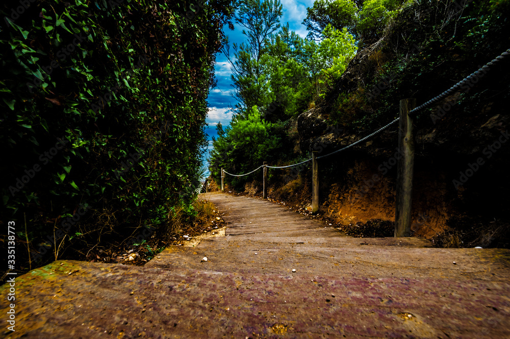 Obraz premium path in the woods