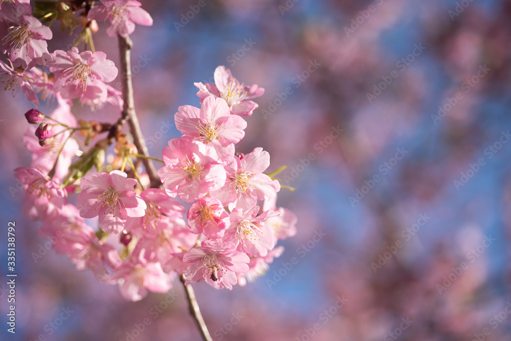 Naklejka premium Cherry Blossoms with Blue Sky, Pink and Blue